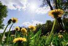 Мінна небезпека. Які парки Києва все ще не можна відвідувати