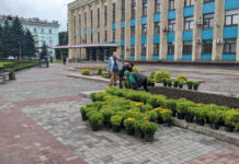 Кам’янське прикрашають осінніми квітами до Дня міста