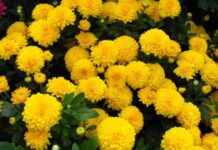 В Кам’янському комунальники висадили хризантеми в центральному сквері