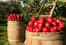 Новий конкурс для камʼянчан від «Садів перемоги»: гроші можна витратити на розвиток сільського господарства