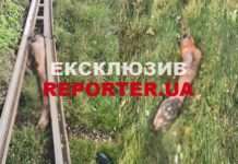 В Дніпрі на трамвайних коліях знайшли людську руку та ногу