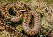 На Дніпропетровщині 6-річного хлопчика вкусила гадюка: його госпіталізували