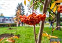 В Камʼянському провели акцію з озеленення міста