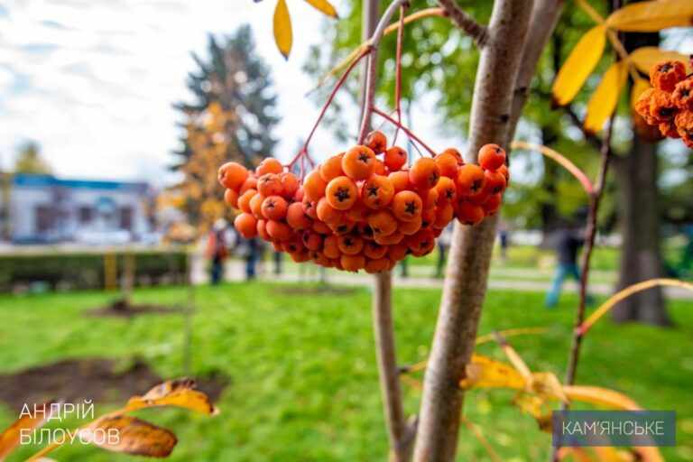 В Камʼянському провели акцію з озеленення міста