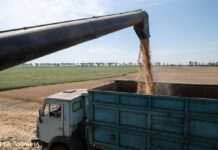 РФ хоче заробити 600 млн доларів на викраденому в Україні зерні, – розслідування