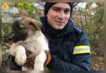 Впав у 1,5-метрову яму: у Дніпрі врятували цуценя