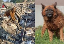 Дніпровський Крим: що сталося з собакою, яка плакала на місці ракетного удару