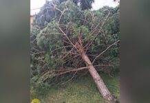 У Кам’янському 50-річного чоловіка ледь не розчавило сосною