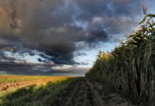 Мало не вбив та вивіз у кукурудзяне поле на околиці села: у Новомосковському районі врятували чоловіка