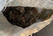 Намагався перевезти через блокпост: у Запоріжжі поліцейські попередили збитки екосистемі на 4 млн грн