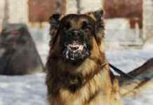 137 випадків сказу у Кам’янському: де у місті надають антирабічну допомогу