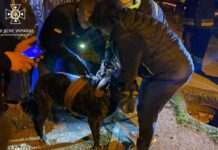 У Дніпрі врятували собаку, яка впала до каналізаційного колодязя