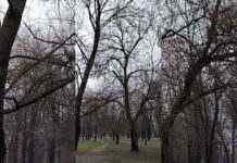 В Камʼянському представники комунальних служб провели санітарну обрізку дерев в декількох районах міста