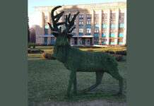 У Камʼянському рятували зелених оленів