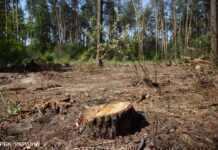 Росіяни вирубують та вивозять ліс з окупованого Мелітополя, – Генштаб