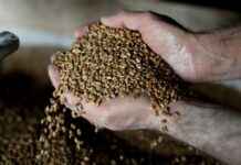 У Польщі розповіли, на який термін призупинили імпорт українського зерна