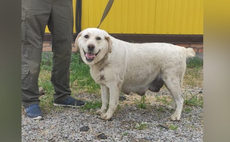 Прив’язали до дерева та кинули: у Дніпрі шукають господарів залишеного лабрадора
