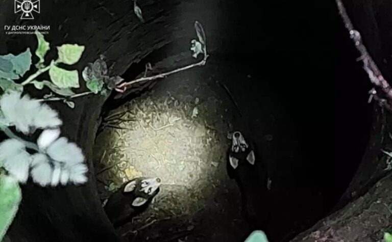 Опинились у пастці: у Дніпровському районі рятувальники витягли з колодязя цуценят