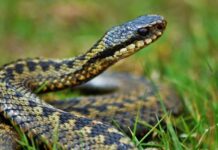 На Дніпропетровщині активізувалися плазуни: зафіксовано вже три випадки укусів отруйними зміями