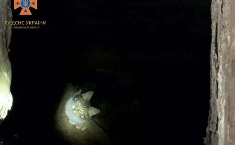 Впав до вигрібної ями: у Запоріжжі співробітники ДСНС врятували кота
