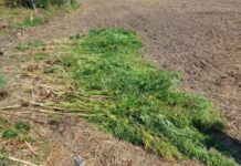 Правоохоронці Кривого Рогу викрили 16-річного наркоділка