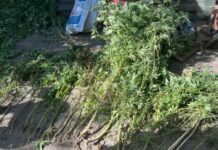На приватному подвір’ї у Новомосковську поліцейські виявили посів конопель