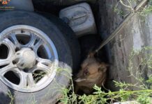 Надзвичайники Дніпра врятували собаку, яка впала в занедбаний колодязь