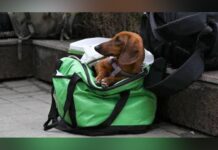 Видача корму для тварин у Кривому Розі: хто може отримати