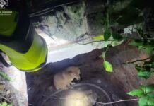 Потрапили у комунікаційний колодязь: у Павлограді надзвичайники врятували двох цуценят