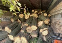 Спилювали зелені насадження: патрульні Дніпра доставили громадян до відділку поліції