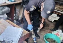 Вирощувала коноплі та зберігала зброю: у Криворізькому районі правоохоронці викрили 63-річну жінку