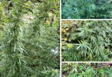 90 рослин, схожих на наркотичні, виявили запорізькі патрульні на подвір’ї місцевого мешканця