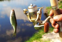 На Дніпропетровщині скасували заборону на вилов риби