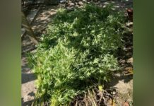 Вирощував наркотичні рослини та зберігав зброю: у Кривому Розі затримано зловмисника