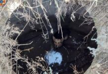 У Павлограді рятувальники визволили собаку, яка впала у каналізаційний колодязь