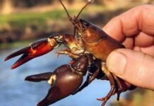 У Дніпрі та області заборонили вилов раків: причина та наслідки