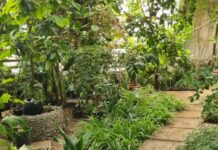 У Дніпрі на вихідних працюватиме ботсад