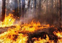 Із початку 2023 року екосистеми Дніпропетровщини горіли понад 3,6 тис. разів