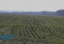 На Дніпропетровщині прокуратура повернула державі землі вартістю 40 млн грн