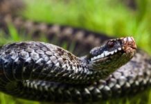 На Дніпропетровщині від укусів змій постраждало три людини