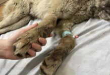 Посеред вулиці у Кривому Розі виявили поранену собаку: відкрито кримінальне провадження