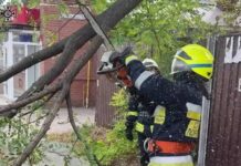 На вулиці Грушевського у Дніпрі дерево впало на припарковані автомобілі: подробиці