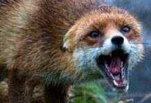 На Дніпропетровщині втричі зросла кількість випадків сказу