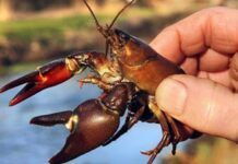 Від початку жовтня на водоймах Дніпропетровщини дозволяється ловити раків: деталі