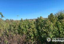 Виростив більше 300 кущів на городі: у Павлограді викрили 51-річного наркоділка