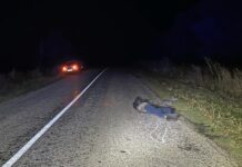 Правоохоронці Запоріжжя встановлюють обставини смертельної ДТП: деталі