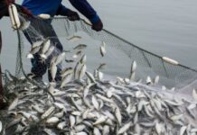 В Україні почали діяти нові такси за браконьєрство