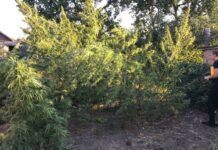 Вирощувала жінка на присадибній ділянці: у Кривому Розі на приватному подвір’ї поліцейські виявили посів конопель