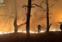 Павлоградські рятувальники запобігли масштабній пожежі на території хвойного лісу