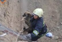 Запорізькі рятувальники витягли песика з канави